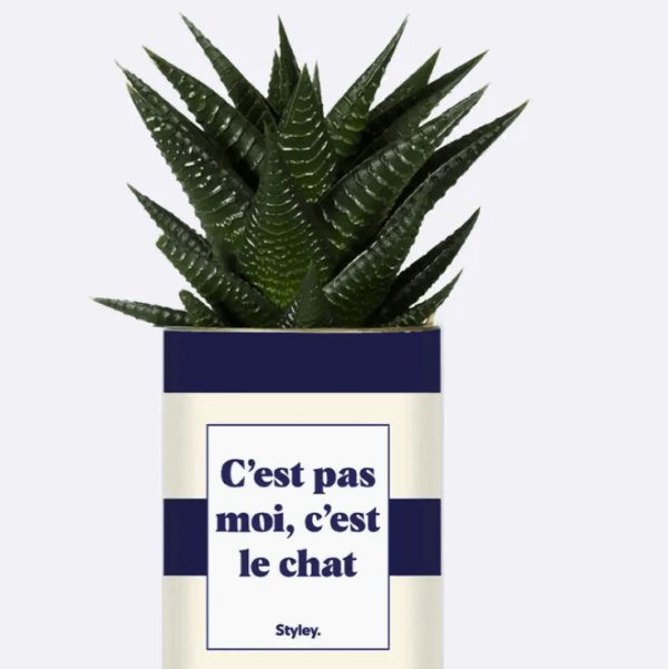 Plante_chat