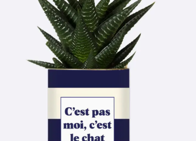 Plante_chat